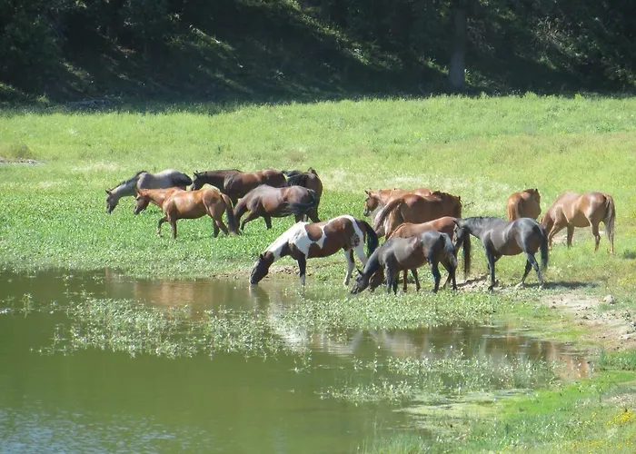 Vakantieboerderij Guest Ranch
